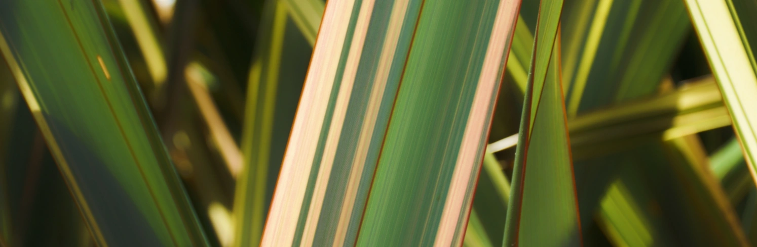 Te Taumata | Māori Trade News, Events & Charitable Trust